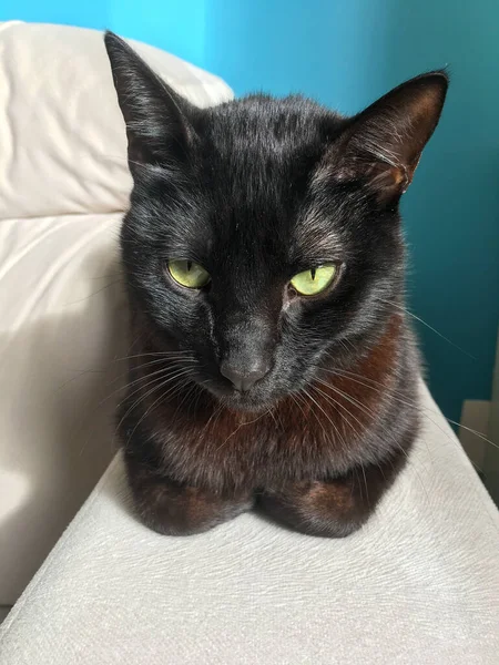 Vertical Closeup Shot Cute Black Cat Bright Green Eyes — Stock Photo, Image