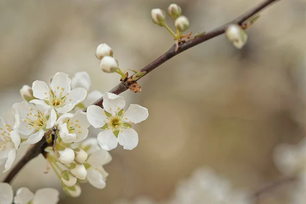 満開の桜のクローズアップ — ストック写真