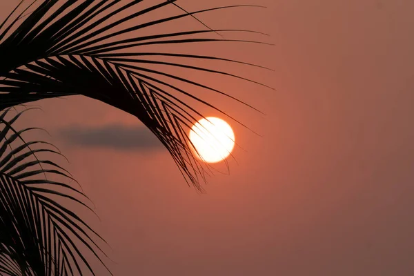 Palma Větví Proti Krásnému Západu Slunce — Stock fotografie