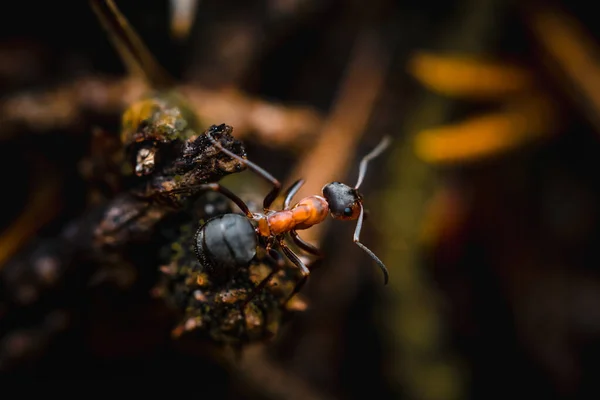 Enfoque Selectivo Una Hormiga Aire Libre —  Fotos de Stock