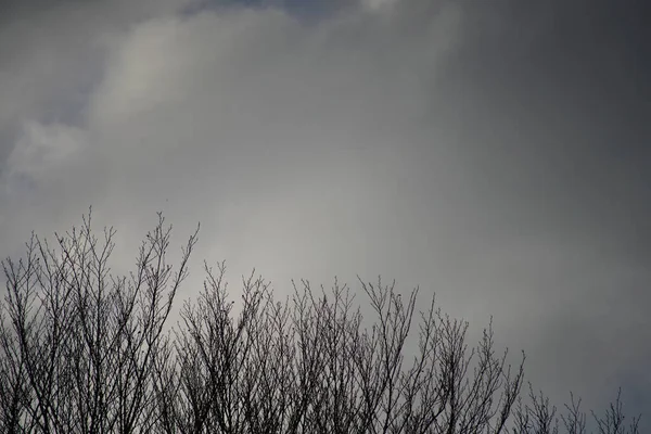 Låg Vinkel Skott Ett Naket Träd Molnig Himmel Stormig Dag — Stockfoto