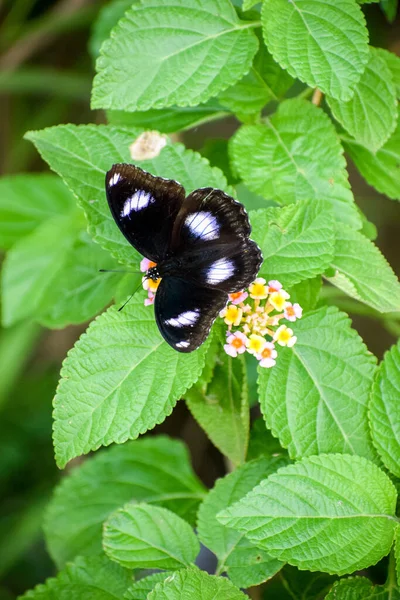 Tiro Vertical Uma Borboleta Lua Azul Flores Campo Sob Luz — Fotografia de Stock