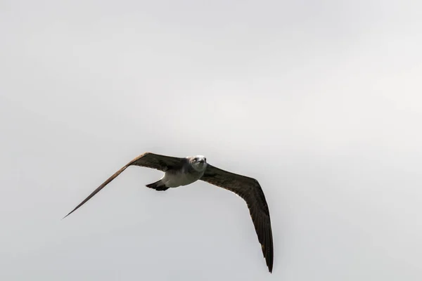 Tiro Perto Uma Águia Voando Céu — Fotografia de Stock