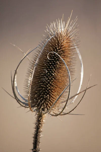 Plan Vertical Teasel Pleine Croissance — Photo