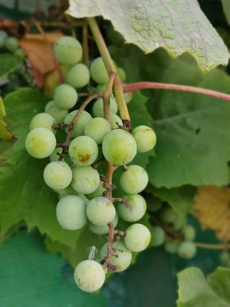 Вертикальный Снимок Зеленого Винограда Растущего Винограднике — стоковое фото