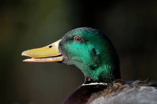 Egy Közeli Kép Egy Aranyos Kacsáról — Stock Fotó