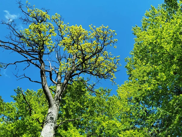 Een Lage Hoek Van Bomen Met Groen Gebladerte Tegen Een — Stockfoto