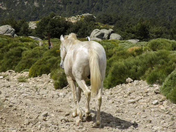 Ένα Άσπρο Άλογο Ένα Λόφο Καλυμμένο Πράσινο Κάτω Από Φως — Φωτογραφία Αρχείου