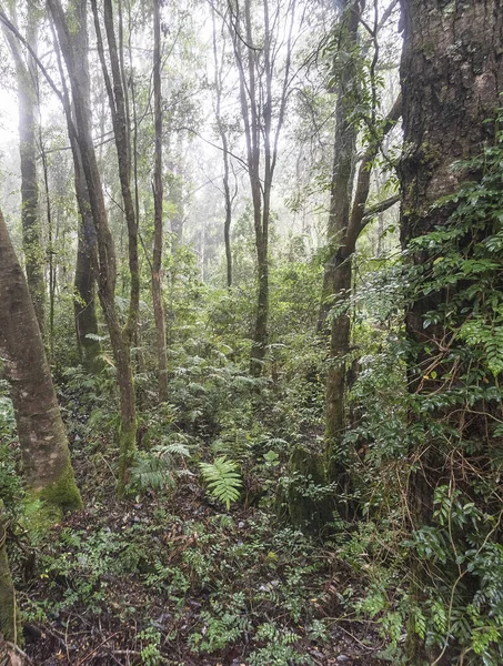 Plano Vertical Árboles Densos Bosque Sobre Fondo Del Cielo Despejado — Foto de Stock
