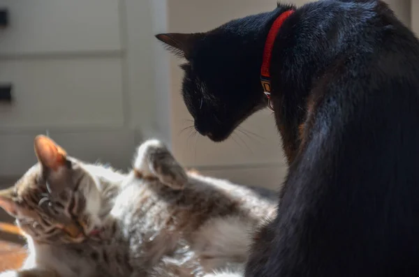 Gato Blanco Rayas Negro Jugando Cama — Foto de Stock