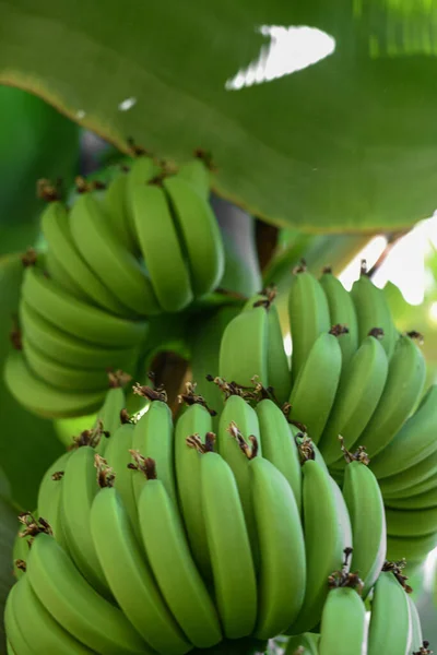 Вибірковий Фокус Пальмі Повній Бананів — стокове фото