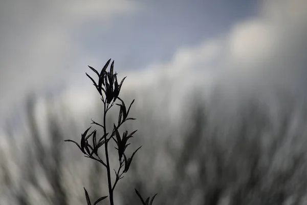 Eine Nahaufnahme Des Grases Auf Einem Feld Unter Wolkenverhangenem Himmel — Stockfoto