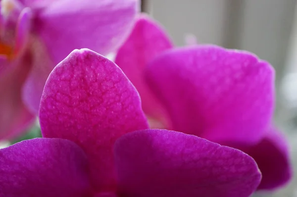 Крупним Планом Знімок Фіолетових Квітів Ботанічному Саду — стокове фото