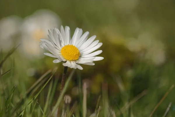 Ένα Κοντινό Πλάνο Ενός Ανθισμένου Mayweed — Φωτογραφία Αρχείου