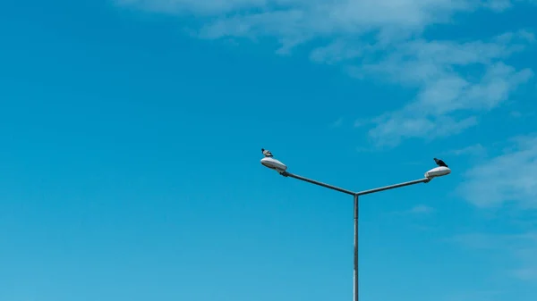 Lampadaire Avec Des Oiseaux Sous Ciel Bleu — Photo