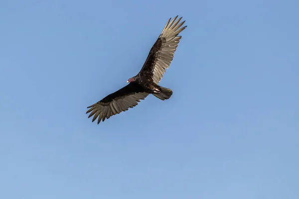 Scenic View Turkey Vulture Flying Blue Sky Background — Stock Photo, Image