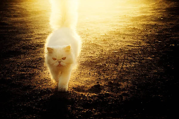 Primer Plano Gato Gruñón Blanco Caminando Campo Bajo Luz Del —  Fotos de Stock