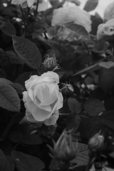 Uno Scatto Scala Grigi Una Bella Rosa Giardino — Foto Stock