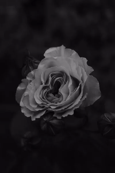 Grayscale Shot Beautiful Rose Garden — Stock Photo, Image