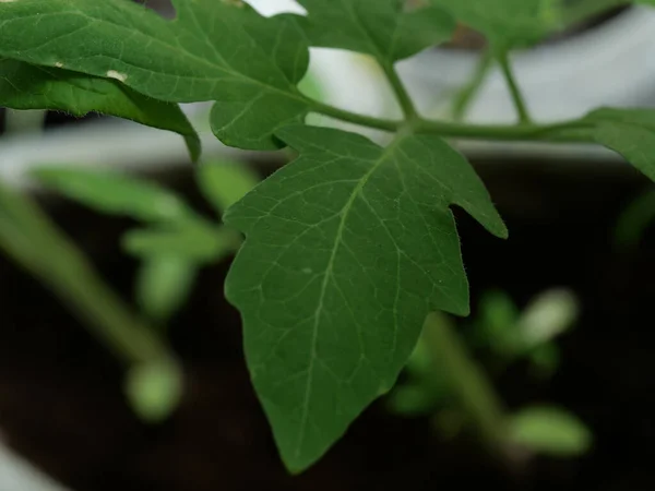 Primo Piano Una Foglia Verde Una Piantina Semenzaio Pomodoro Una — Foto Stock