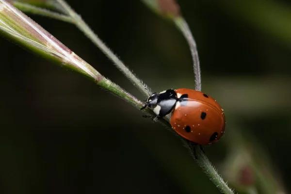 Foyer Doux Une Coccinelle Sur Une Tige Plante Dans Jardin — Photo