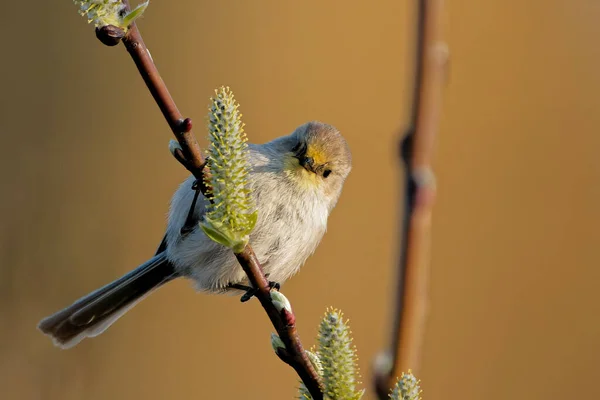 Low Angle Shot Small Tit Sitting Twig — Zdjęcie stockowe