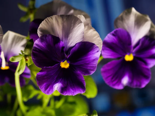 Närbild Lila Pansy Blommor Suddig Bakgrund — Stockfoto