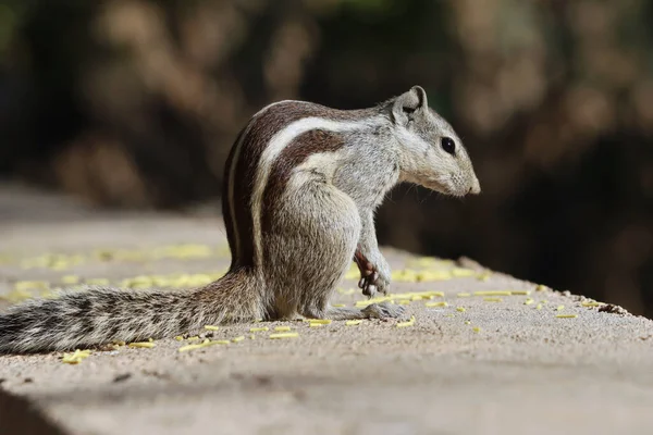 Primer Plano Una Adorable Ardilla Pie Sobre Superficie Piedra Parque — Foto de Stock