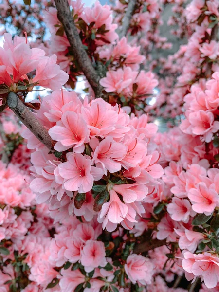 Tiro Vertical Das Flores Rosa Uma Árvore Magnólia Japonesa — Fotografia de Stock