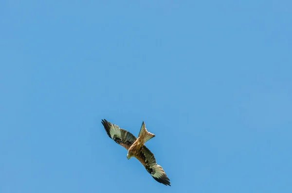 Ein Rotmilan Fliegt Himmel Und Sucht Beute — Stockfoto