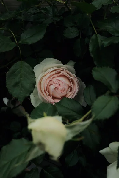 Вибірковий Фокус Знімок Красивої Рожевої Троянди — стокове фото