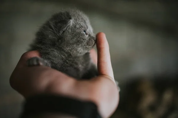 Gros Plan Adorable Chaton Nouveau — Photo