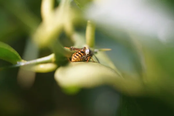 Gros Plan Une Abeille Sur Des Plantes Vertes Dans Champ — Photo