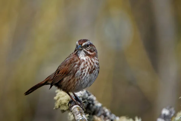 Closeup Shot Eurasian Treecreeper Sitting Tree — Stock Photo, Image