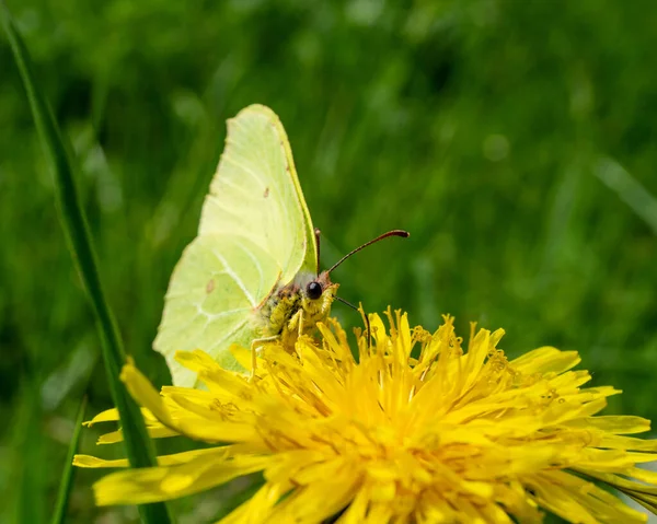 Selective Focus Shot Lemongrass Butterfly Perched Yellow Flower — Stock Photo, Image