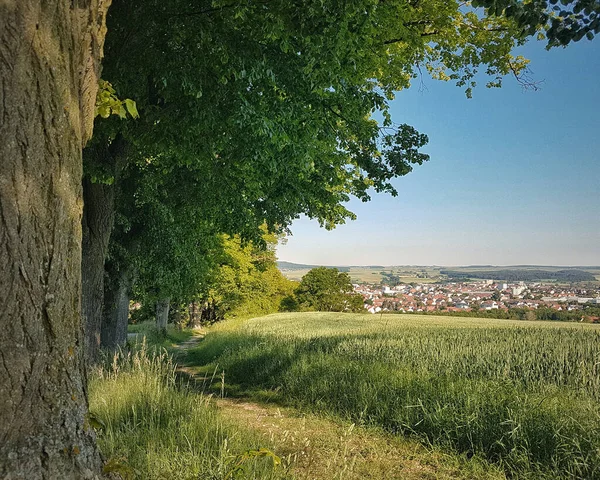 Eine Schöne Aufnahme Von Einer Wiese Umgeben Von Bäumen — Stockfoto