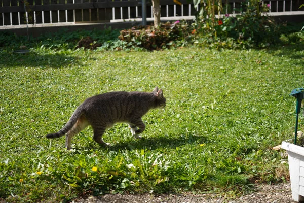 Μια Γκρι Ριγέ Γάτα Πόδια Μια Αυλή Πράσινο Γρασίδι — Φωτογραφία Αρχείου