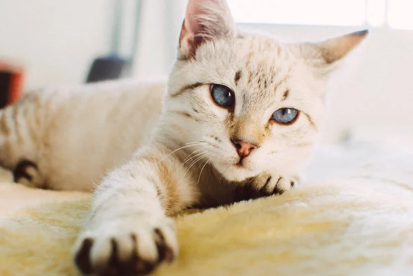 Een Close Van Een Schattige Huiselijke Witte Kat Met Blauwe — Stockfoto