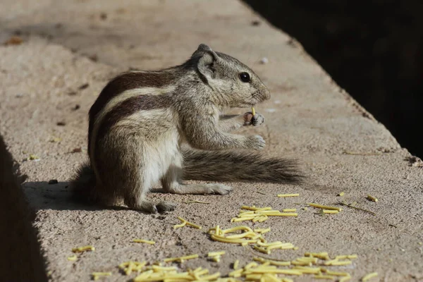 Gros Plan Adorable Tamias Debout Sur Surface Pierre Mâchant Nourriture — Photo