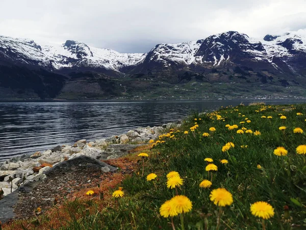 Beautiful View Hardanger Fjord Blooming Yellow Flowers Norway — Stock Photo, Image