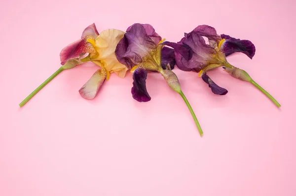 Detailní Záběr Fialové Duhovky Květiny Růžovém Pozadí — Stock fotografie