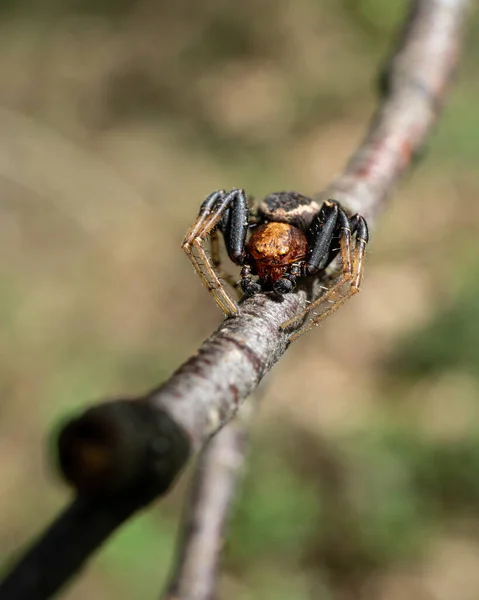 Enfoque Selectivo Una Araña Venenosa Rama Del Árbol —  Fotos de Stock