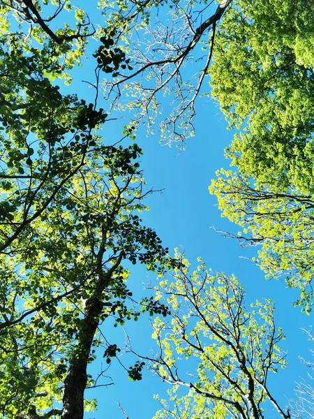 Plano Bajo Árboles Con Hojas Verdes Cielo Azul — Foto de Stock