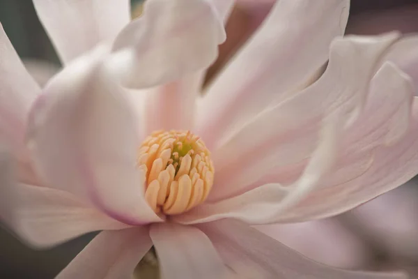 Primer Plano Una Flor Magnolia Floreciente — Foto de Stock