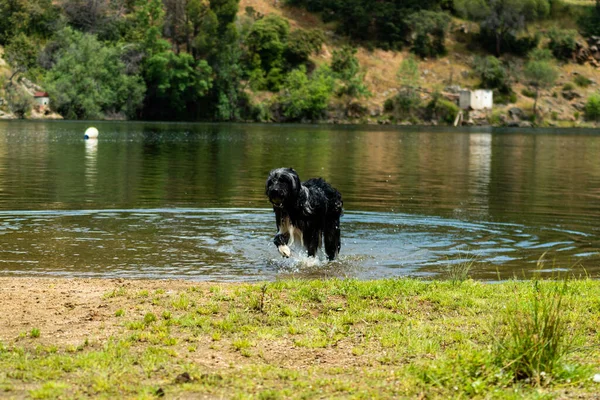 Słodki Biały Czarny Pies Wodzie Parku Słoneczny Dzień — Zdjęcie stockowe