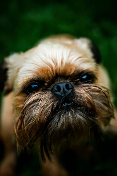 Brüksel Griffon Köpek Yüzünün Dikey Çekimi Arka Plan Için Mükemmel — Stok fotoğraf