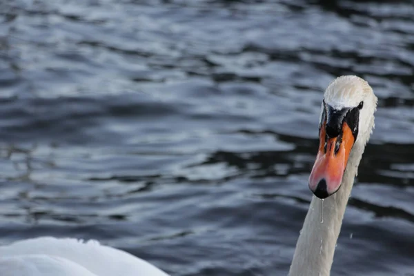 背景がぼんやりしている公園の湖の上のミュート スワンの閉鎖 — ストック写真