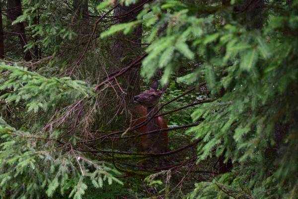 Una Bella Vista Cervo Selvatico Pascolo Una Foresta Europea Giorno — Foto Stock