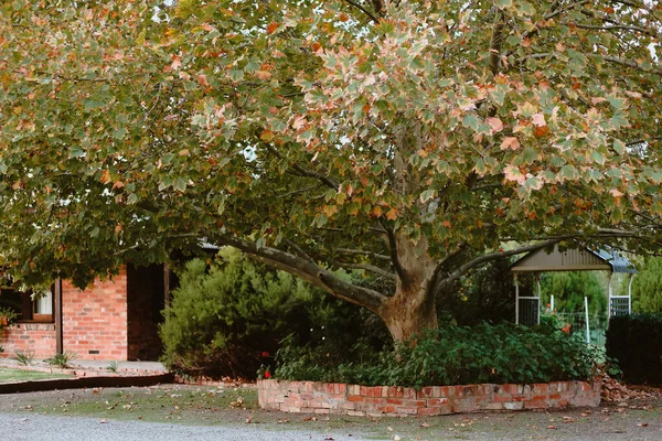 Closeup Shot Tree Growing Yard Buildings Background — Stock Photo, Image