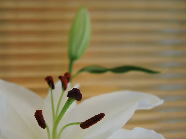 Primer Plano Una Planta Interior Blanca — Foto de Stock